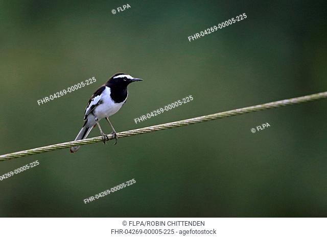 White-browed Wagtail (Motacilla maderaspatensis) adult, perched on overhead wire, Goa, India, November