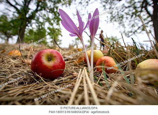 13 September 2018, Hessen, Frankfurt-Main: An autumn crocus (C) blooming among fallen apples on a meadow orchard in the east of the city