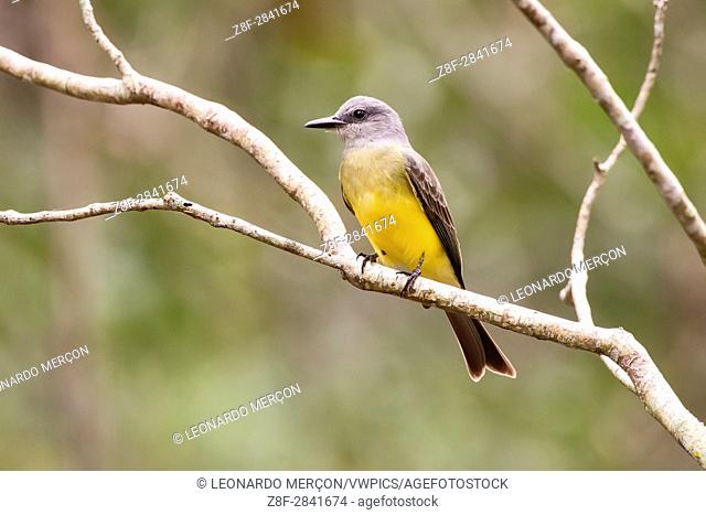 Tropical Kingbird (Tyrannus melancholicus) photographed in Sooretama, Espírito Santo - Brazil