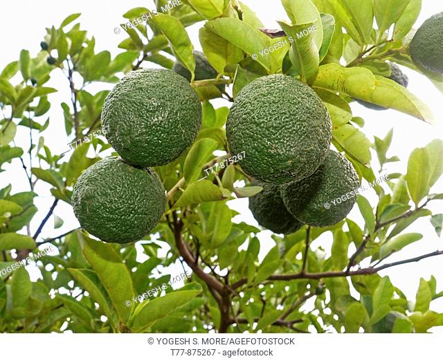 Scientific Name: Citrus aurantium Linn, Sour Orange, Idlimbu