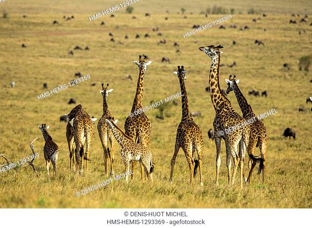 Kenya, Masai Mara national reserve, Girafe masai (Giraffa camelopardalis), herd with young
