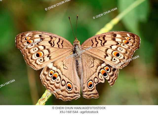 Butterfly, Junonia atlites, Borneo, Asia