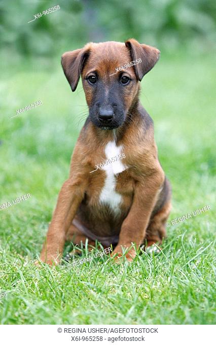 Westfalia / Westfalen Terrier, puppy sitting in garden, Germany