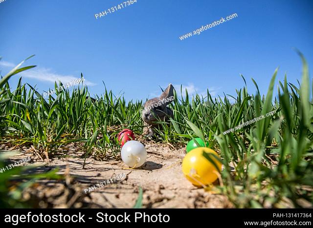Bamberg, Germany April 1st, 2020: Symbolic pictures - Easter - 2020 Easter / Easter eggs / Colorful eggs / Joy / Easter basket search / Children / Family /...
