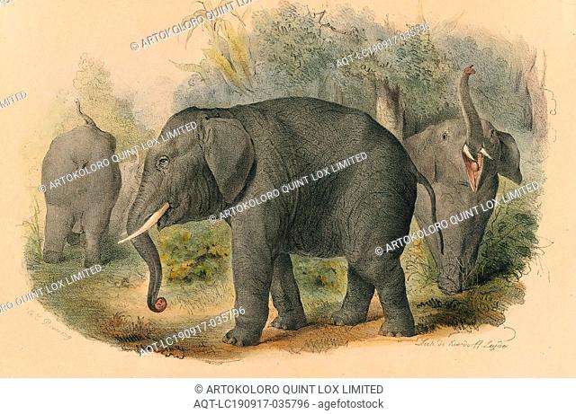 Elephas africanus, Print, The African bush elephant (Loxodonta africana), also known as the African savanna elephant, is the largest living terrestrial animal...
