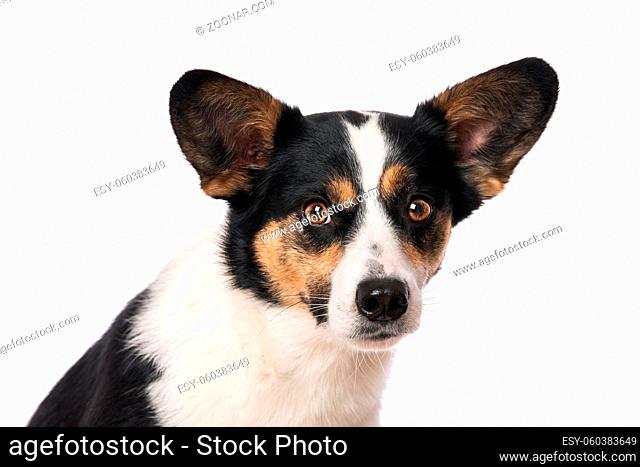 Cute mixed breed dog sitting on white background and looking to the camera