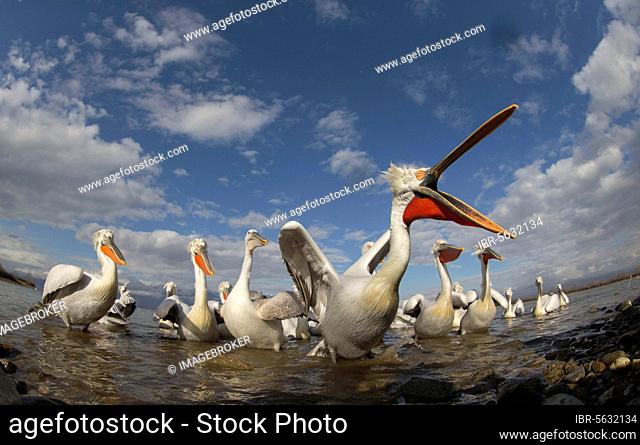 Dalmatian Pelican (Pelecanus crispus) flock, competing for fish discarded by fishermen, Lake Kerkini, Macedonia, Greece, Europe
