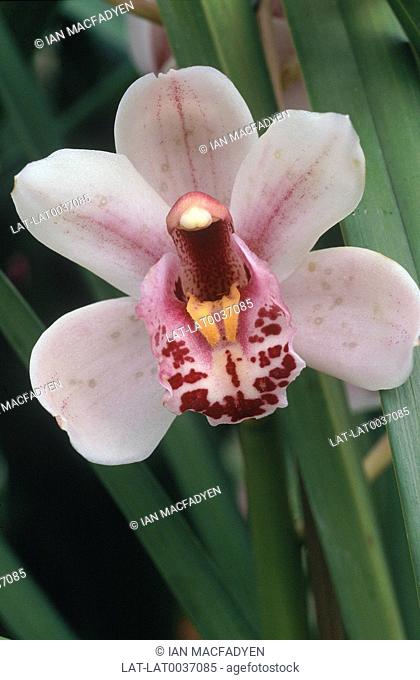 Close-up of rain-forest vegetation. Species of orchid