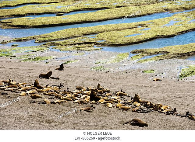 View at elephant seals Mirounga leonina at Peninsula Valdes National Reserve, Peninsula Valdes, near Puerto Madryn, Chubut, Patagonia, Argentina, South America