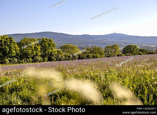 May 17th, 2020, Wehrheim (Hessen): Sunshine and blue sky over a flower meadow with a view of the Taunusha Main Ridge with the Great Feldberg
