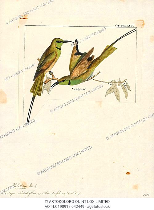 Merops viridissimus, Print, 1820-1863