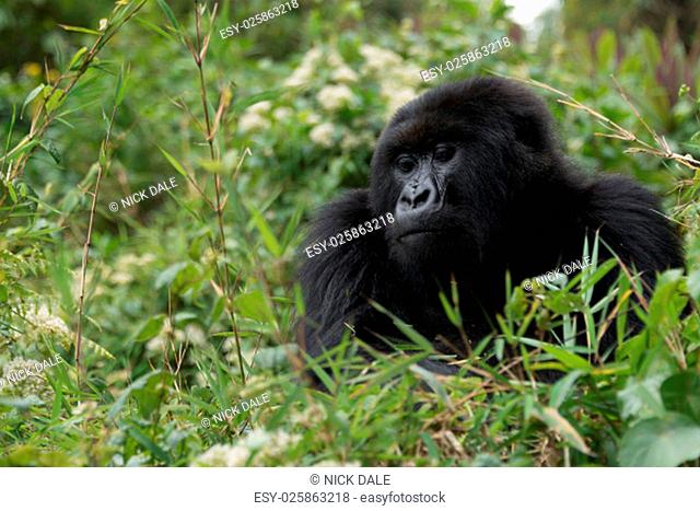 A gorilla looks down from the top of a bush. Only its head and chest can be seen in the dense green undergrowth of the forest