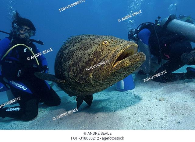 Goliath grouper, Epinephelus itajara, observed by diver, Molasses Reef, Key Largo, Florida, USA, Atlantic Ocean
