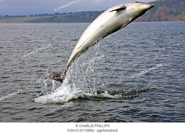 A young Bottlenose Dolphin Tursiops truncatus breaching from the water of the Moray Firth, Scotland