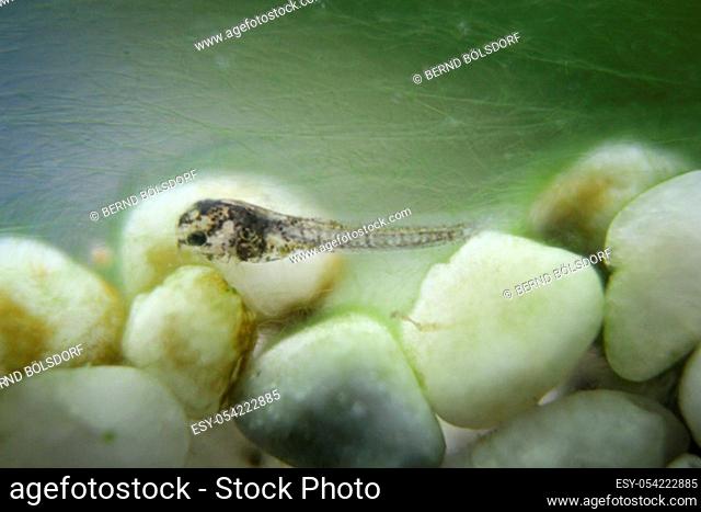 a larva, a young fish from a metal catfish