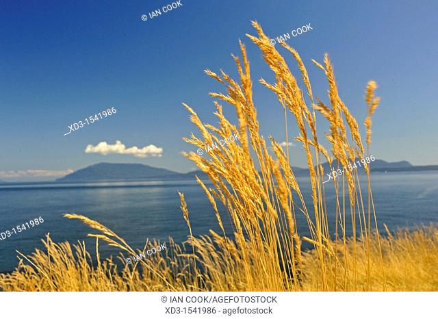Idaho fescue Festuca idahoensis grass, East Point, Saturna Island, British Columbia, Canada