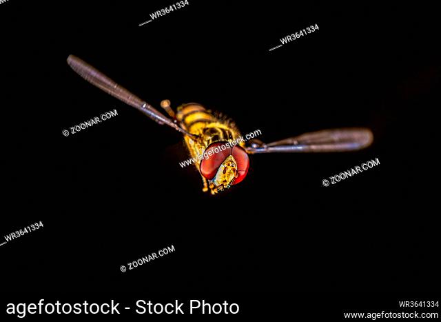 Air borne Hoverfly