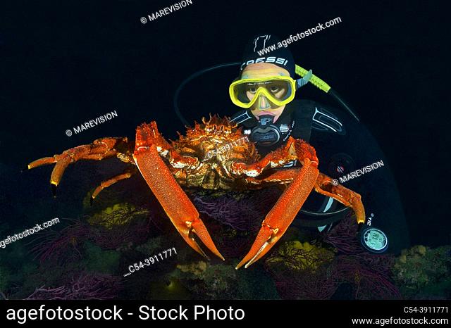 Diver with Spider crab (Maja squinado). Eastern Atlantic. Galicia. Spain. Europe