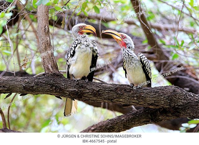 Southern Yellow-billed Hornbill (Tockus leucomelas), adult couple sits on branch with insect in beak, courtship feeding, Kruger National Park, South Africa