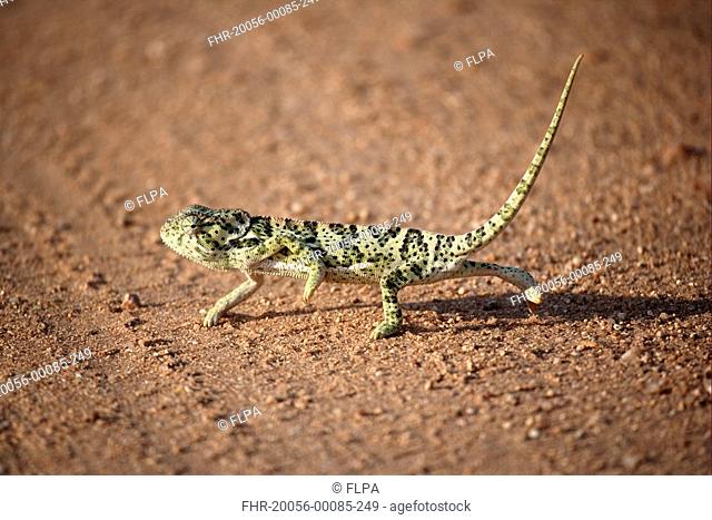 Flap-necked Chameleon Chamaeleo dilepis adult, crossing track, Kruger N P , South Africa