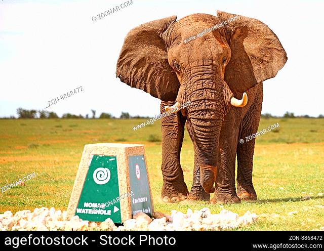 Elefant attackiert Wegweiser, Etosha, Namibia; african elephant attacks a sign, Loxodonta africana