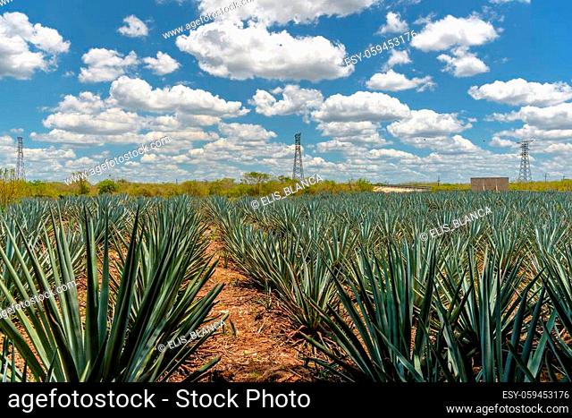 The field of agave planted for the manufacture of tequila