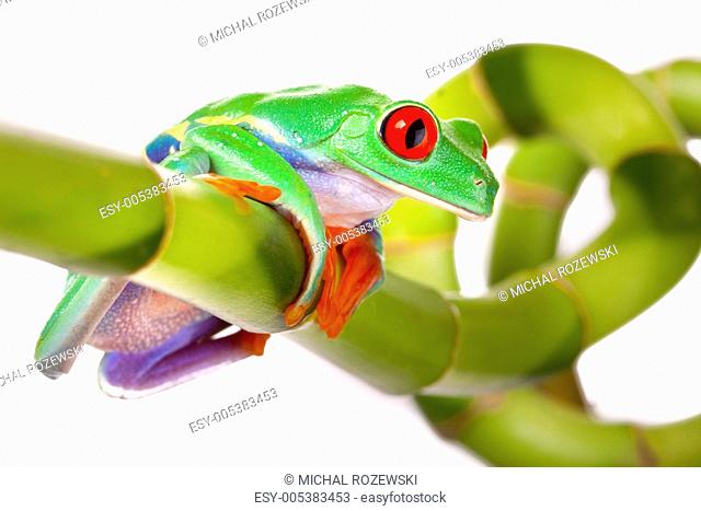 green red-eyed frog
