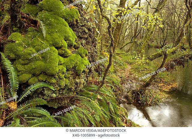 Bosque caducifolio en Galicia, Deciduous forest, Fragas do Barragán, Pontevedra, Galicia, España