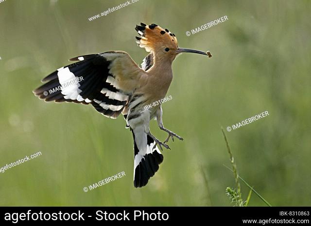 Hoopoe (Upupa epops) in flight with food, wildlife, Rhineland-Palatinate, Germany, Europe