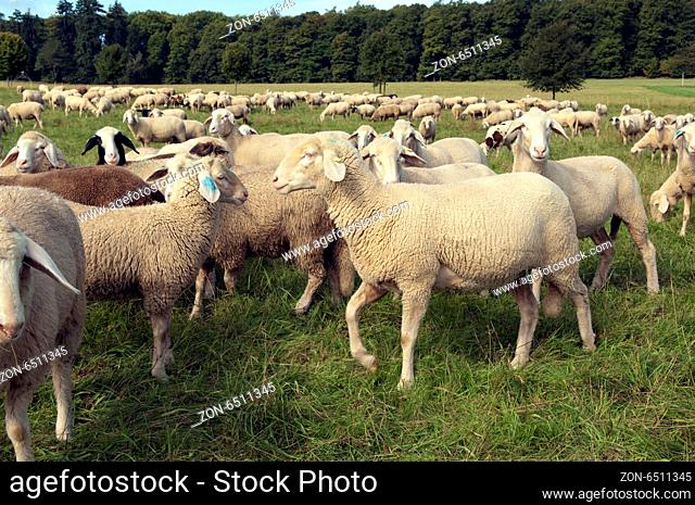 Schafe, Schafherde