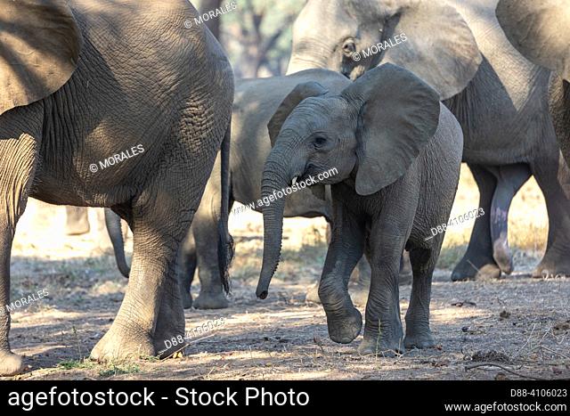 Africa, Zambia, Lower Zambezi natioinal Park, African Savannah Elephant or Savannah Elephant (Loxodonta africana), eat fruits of Winter Thorn (Faidherbia...