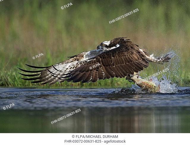 Osprey (Pandion haliaetus) adult, in flight, taking off from loch with trout prey in talons, Aviemore, Cairngorms N.P., Grampian Mountains, Highlands, Scotland