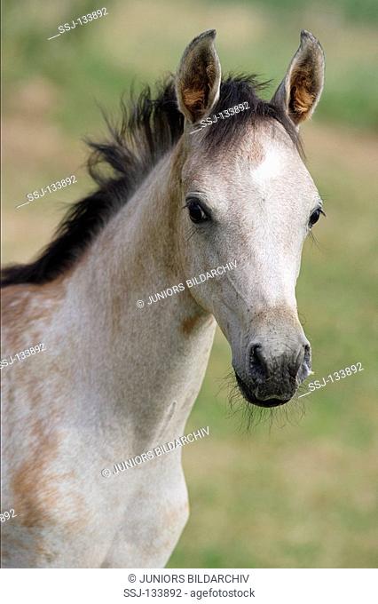 Arabian horse - foal - portrait
