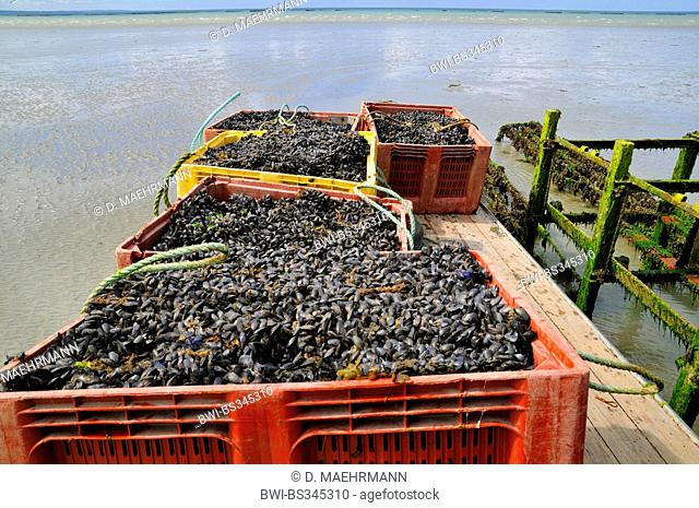 blue mussel, bay mussel, common mussel, common blue mussel (Mytilus edulis), filled baskets at a mussel farm at low tide, France, Brittany, Jospinet