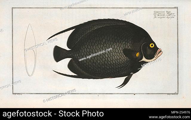 CHaetodon PAru, The variegated Angel-fish. Bloch, Marcus Elieser, 1723-1799 (Author) Laveaux, J.-Charles (Jean-Charles), 1749-1827 (Translator)