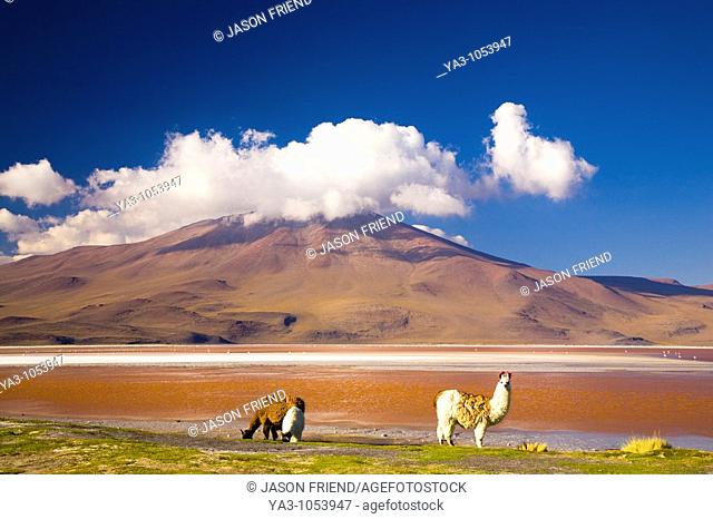 Bolivia, Southern Altiplano, Laguna Colorada  Llamas near the Laguna Coloroda otherwise know as the coloured lake