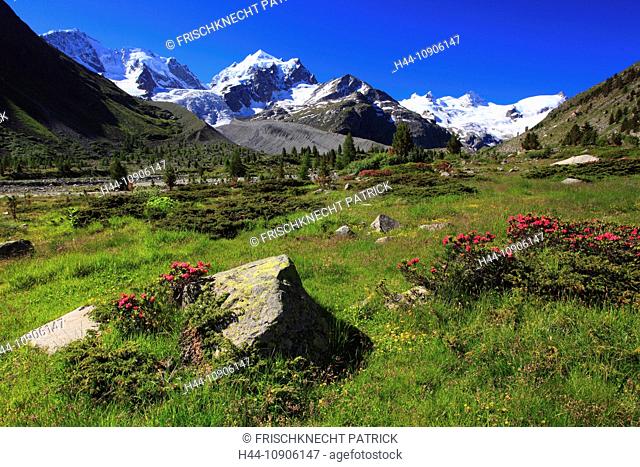 Alps, Alpine rose, alpine rose, mountain, mountain panorama, mountain flowers, mountains, mountain flora, mountain spring, mountain panorama, flower, flowers