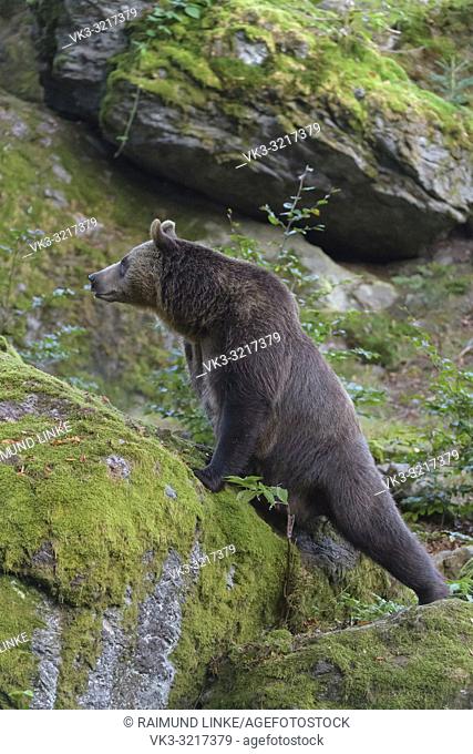 Brown bear, Ursus arctos, Germany