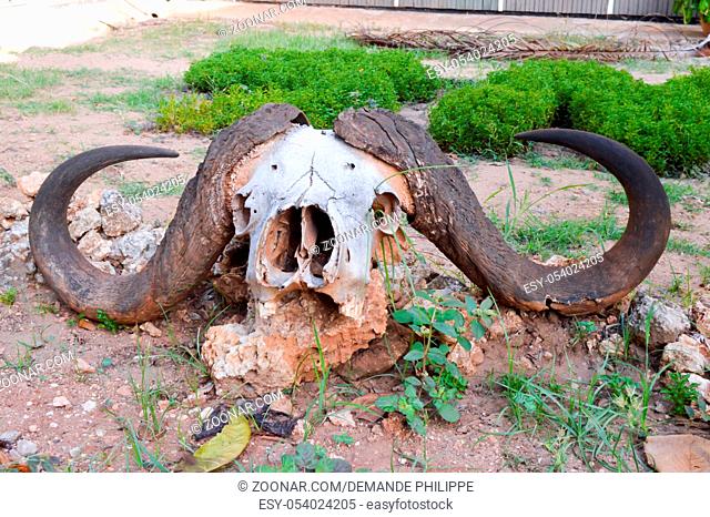 Buffalo skull posing on a stone on the ground in the park of Tsavo East