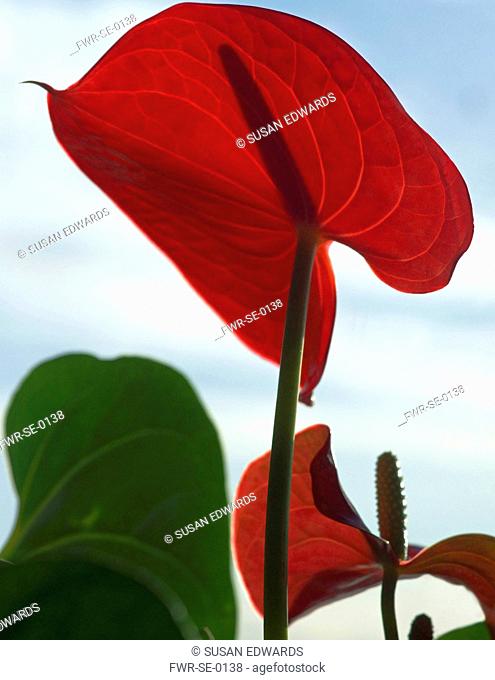Painters Palette Flamingo Flower, Anthurium scherzerianum, Close view of one red backlit flower against blue sky, showing the proboscis silloutted shadow
