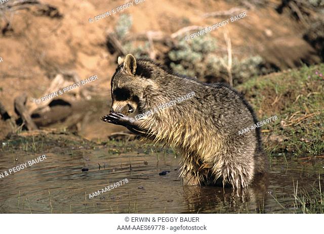 Raccoon w/ food in paws (Procyon lotor) Zion Natl Park, Utah
