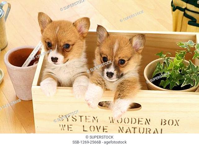 High angle view of two Pembroke Welsh Corgi puppies in a wooden box