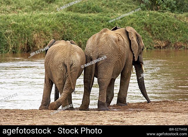 African Elephant (loxodonta africana), Adults drinking at River, Samburu Park in Kenya