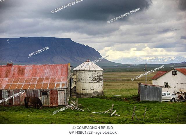 FARM, ICELANDIC HORSES IN THE AREA AROUND ELDBORGARHRAUN, ROUTE 54 TO BORGANES, SNAEFELLSNES PENINSULA, EUROPE, ICELAND