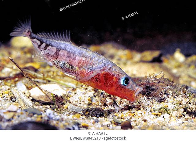 three-spined stickleback Gasterosteus aculeatus, male building a nest, Germany, Bavaria, Danube