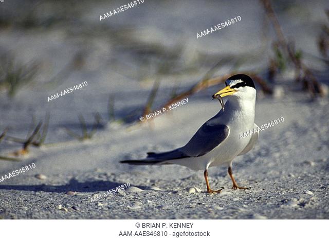 Least Tern (Sterna albifrons), on Florida Beach
