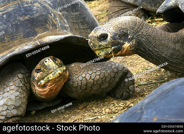 Galapagos Giant Tortoise, Chelonoidis nigra, Galápagos Islands, Galapagos National Park, UNESCO World Heritage Site, Pacific Ocean, Ecuador, America