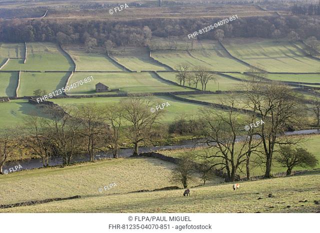View of river, stone building, drystone walls, bare trees and hillside, River Wharfe, Kettlewell, Wharfedale, Yorkshire Dales N.P