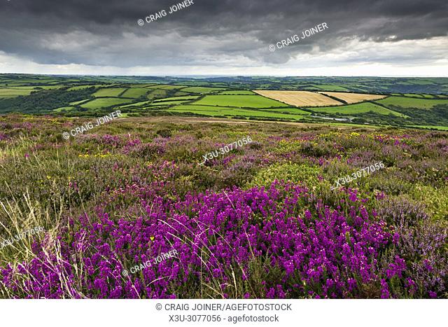Heather on Holdstone Down in late summer in Exmoor National Park, North Devon, England