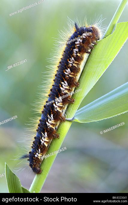 Adult caterpillar of the drinker moth (Euthrix potatoria) or drinker feeding on a reed leaf, Middle Elbe Biosphere Reserve, Dessau-Roßlau, Saxony-Anhalt